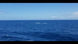 Whales in Eastern Pacific 20240331 [upl. by Frieder]