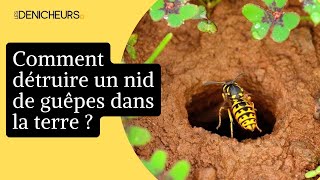 🐝 Comment détruire un nid de guêpes dans la terre soimême [upl. by Douglass]