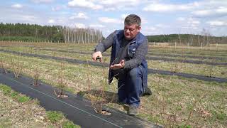 Cięcie borówki – młoda plantacja [upl. by Snell]