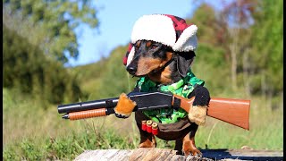 Oakley the Dachshund Goes DUCK HUNTING  Cute Dog Hunting Costume [upl. by Aimal]