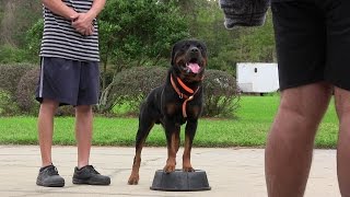 The Crushing Bite Power of Rottweilers [upl. by Annahtur]