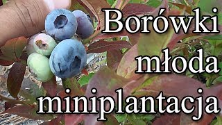 Borówki młoda miniplantacja [upl. by Isewk722]