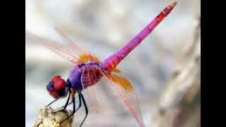 Dragonfly Dream Mix [upl. by Albemarle]