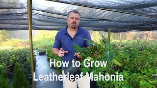 How to grow Leatherleaf Mahonia Mahonia Bealei with detailed description [upl. by Zuzana]