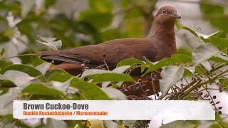 Brown CuckooDove or Slenderbilled CuckooDove Macropygia phasianella  2 [upl. by Pedaiah]