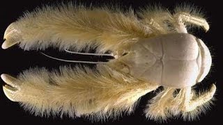 Facts The Yeti Crab Kiwa hirsutaKiwa puravida [upl. by Limaj708]