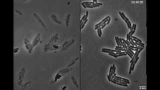 Exploding bacteria with penicillin [upl. by Nilde]