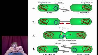 Mechanisms that Increase Genetic Variation [upl. by Anirec]