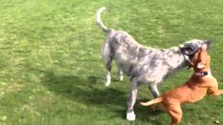 Irish wolfhound vs red nose pitbull [upl. by Robma]