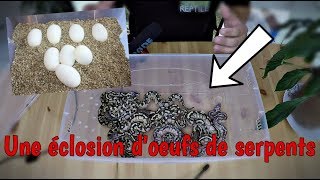 Jai incubé des oeufs de serpent  éclosion doeufs de bébé python [upl. by Renaldo]