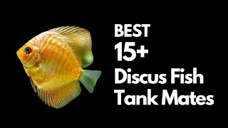 Discus Tank Mates The Best amp Worst Options [upl. by Karole]