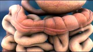 3D Medical Animation  Peristalsis in Large IntestineBowel  ABP © [upl. by Ereveniug]