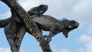 quotExplorando a vida misteriosa do camelão a incrível iguana em destaquequot [upl. by Yarg]