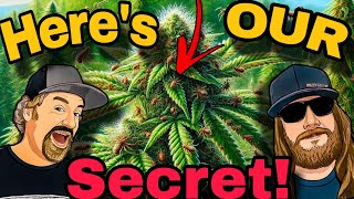 The Most Feared Bugs in Cannabis Growing And How to Stop Them [upl. by Dyana50]