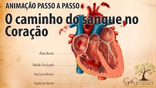 Como ocorre a pequena circulação ou circulação pulmonar [upl. by Nahgrom]