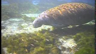 Kayaking with Manatees  stunning underwater footagemov [upl. by Adnael822]