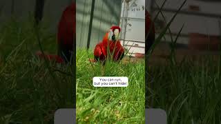 Our scarlet macaw loves chasing toes [upl. by Adnaral]