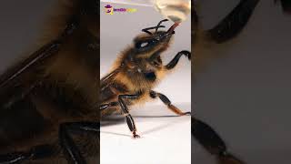 Bees Used for Explosive Detection  Explained in 1 Minute [upl. by Fonz]