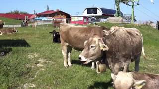 Allgäuer Impressionen um Pfronten Nesselwang Kempten Röfleuten und Vils 4K Video [upl. by Houlberg503]