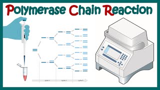 2 Polymerase Chain Reaction PCR  DNA Polymerase [upl. by Assirroc30]