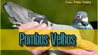 Pombos Velhos [upl. by Sigismondo388]