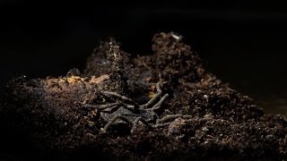 Snail Eating Harvestman [upl. by Idelson]