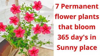 7 permanent Flower plant blooms throughout the year  perennial Flower plants in india [upl. by Delbert]