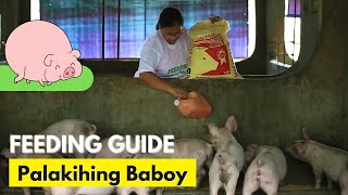 Feedpro in Tarlac Feeding Guide Palakihing Baboy [upl. by Assirrac802]