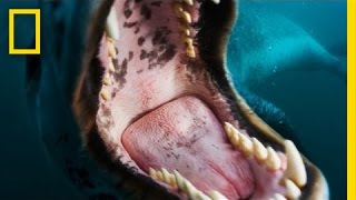 FacetoFace with a Leopard Seal  Nat Geo Live [upl. by Arytas141]