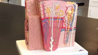 Corpuscle Nephron amp Kidney Model [upl. by Radcliffe564]