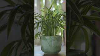 Indoor Plants that Reduce Respiratory Problems [upl. by Elleon29]