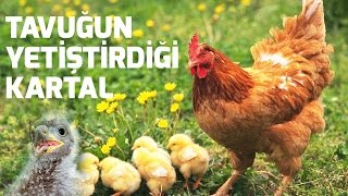 Tavuğun yetiştirdiği kartal hikayesi [upl. by Ludba]