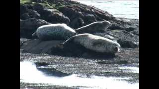 A Gaelic Journey English Version Benbecula to Ranafast [upl. by Onej538]