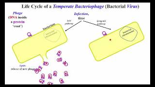 Lytic and Lysogenic Options for Temperate Bacteriophage [upl. by Volotta881]