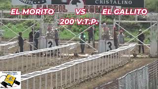 EL MORITO CUADRA PALOMINO VS EL GALLITO CUADRA RG 200 VTP [upl. by Etteloiv]