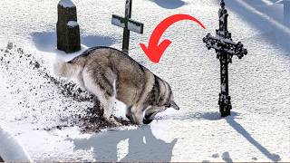 Dog starts digging in a grave – Suddenly stops and starts barking… [upl. by Trisha762]