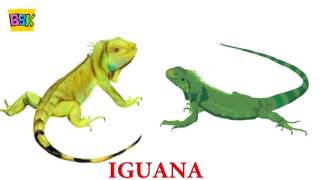 The Finger Family Song  IGUANA  English Nursery Rhymes For Kids [upl. by Eugatnom543]