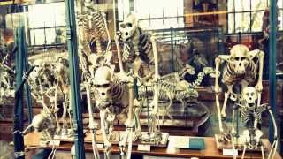 visite du Muséum national dHistoire naturelle en famille Paris MNHN [upl. by Annahsad]