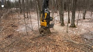 Ponsse Scorpion King cutting maple ponsse scorpionking hardwood [upl. by Nadabas]