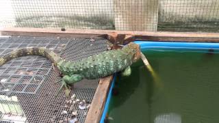 Caiman Lizard trying to breed [upl. by Derrick433]