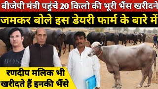 बीजेपी मंत्री पहुंचे भैंस खरीदने रणदीप मालिक भी आते है भैंसे लेने  Devaram Dairy Farm 9671063500 [upl. by Enitsud]