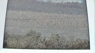 Thousands of flies in the window of a Church  Millier de mouches [upl. by Adnaloy642]