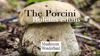 Porcini Mushrooms Boletus edulis Forage and Cook [upl. by Africah239]