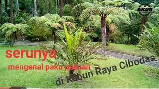 Mengenal koleksi tumbuhan pakupakuan di Kebun Raya Cibodas [upl. by Jasmine]