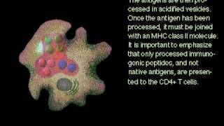 Antigen and Macrophages Rate My Science [upl. by Donetta661]