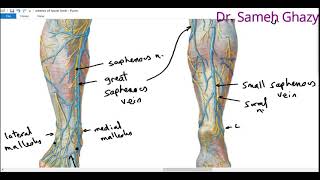 Veins of lower limb [upl. by Nnagem263]