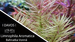 Limnophila Aromatica  Bahnatka Vonná [upl. by Enytsirk843]