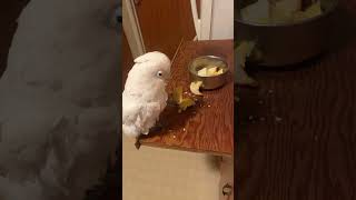 Goffin Cockatoo Falling Asleep Eating Breakfast 🥞 [upl. by Nnuahs194]