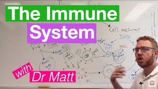 The Immune System Overview [upl. by Lirpa]