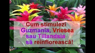 Cum stimulezi reinflorirea la Guzmania Vriesea Tillandsia și Aechmea [upl. by Beedon690]